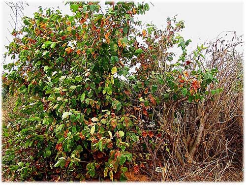 Combretum micranthum shrub