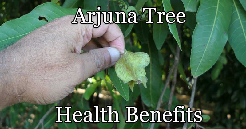 arjuna tree health benefits