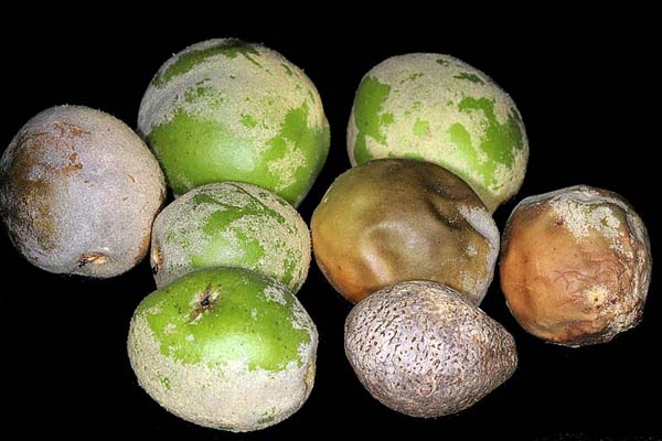 mongongo fruits and nut