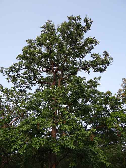 tall terminalia arjuna tree in India