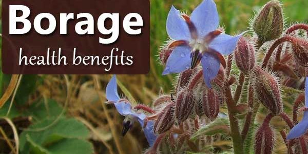 Borage: The GLA Superfood which Transforms Your Skin