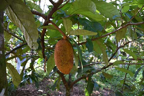 cupuacu fruit on tree