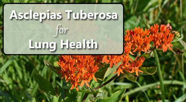 Asclepias Tuberosa for lung health