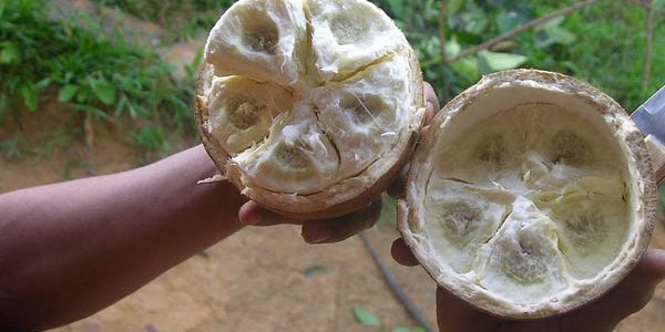 What Is Cupuacu? The Skin, Hair and Body Benefits of this Amazon Superfruit