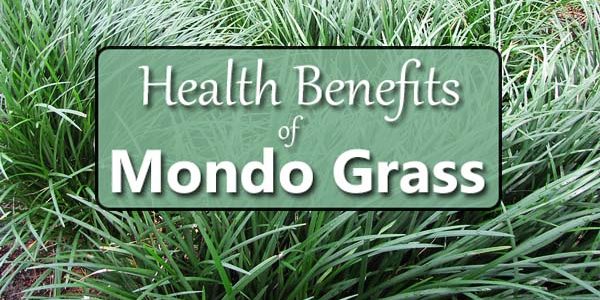 The Many Benefits of Mondo Grass (Ophiopogon)