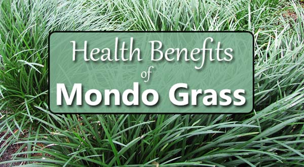 mondo grass health benefits