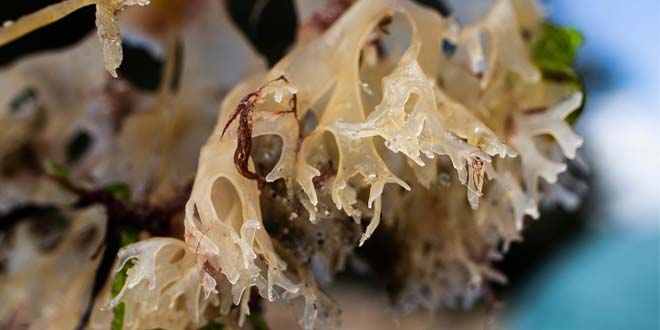 health benefits of Irish sea moss