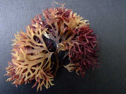 dried Irish sea moss with streaks of color