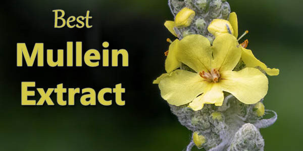Best Mullein Extract (Plus Tips for Getting the Most Out of It)