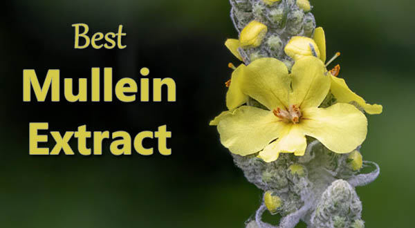 best mullein extract