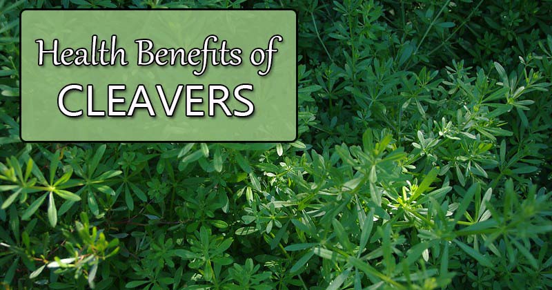 health benefits of cleavers plant
