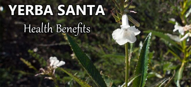 Health Benefits of Yerba Santa (Eriodictyon Californicum)
