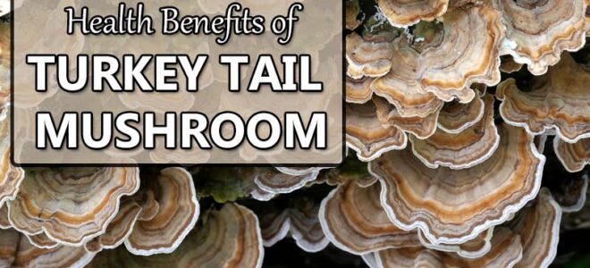 Health Benefits of Turkey Tail Mushroom (Not Just for Cancer)