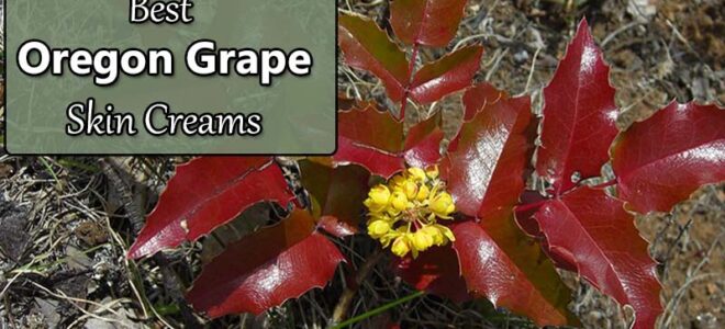 Best Oregon Grape Cream for Skin (Mahonia aquifolium)