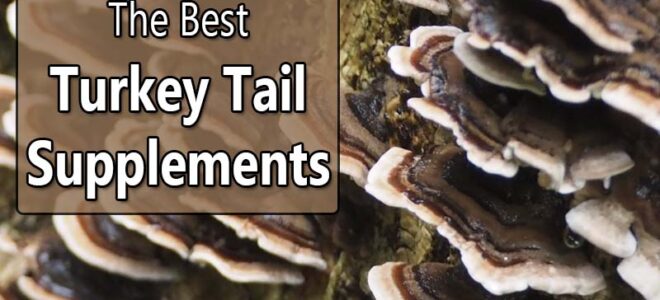 Best Turkey Tail Mushroom Supplements