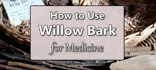How to Use Willow Bark for Medicine + Dosage Amounts
