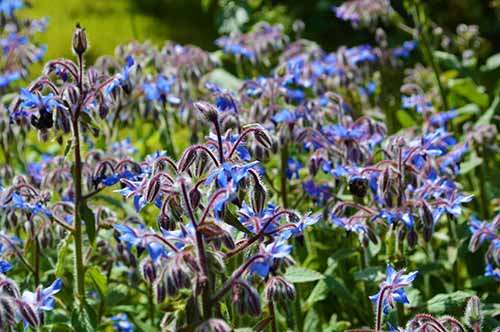borage seed oil for psoriasis