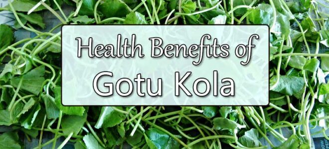 Health Benefits of Gotu Kola (As Backed by Science)