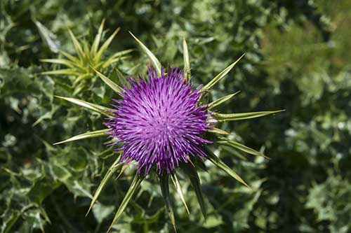 milk thistle for psoriasis