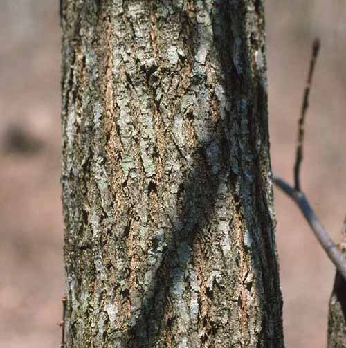 slippery elm bark for psoriasis