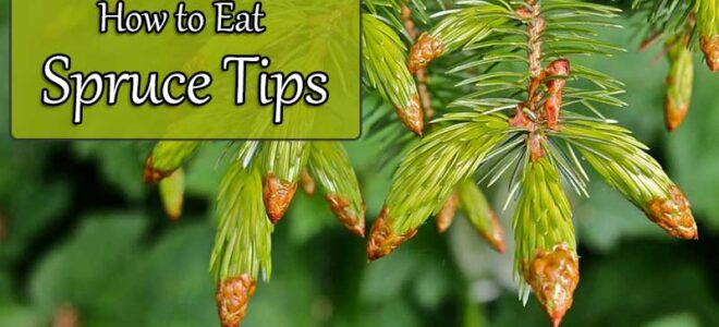 How to Eat Spruce Tips
