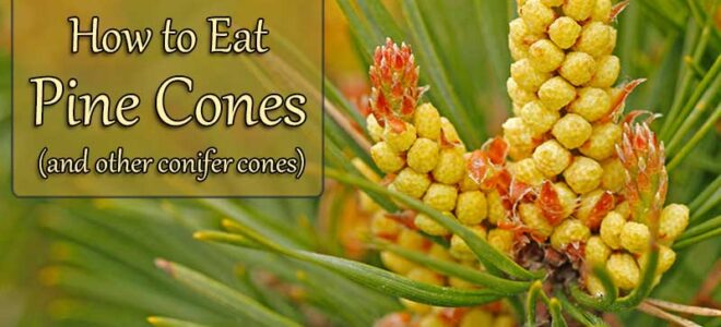 How to Eat Pine Cones (and Other Conifer Cones)