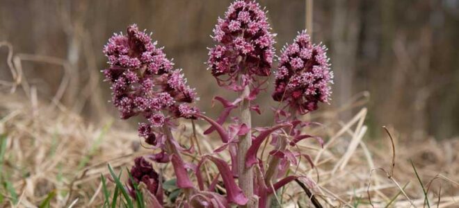 How to Take Butterbur for Migraines
