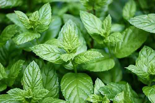 herbs which dissolve gallstones