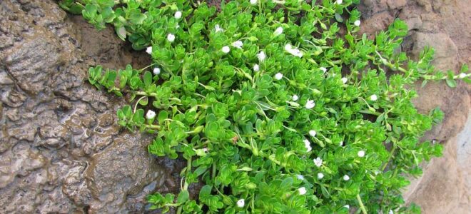 7 Best Bacopa Supplements (High Bacoside Content)