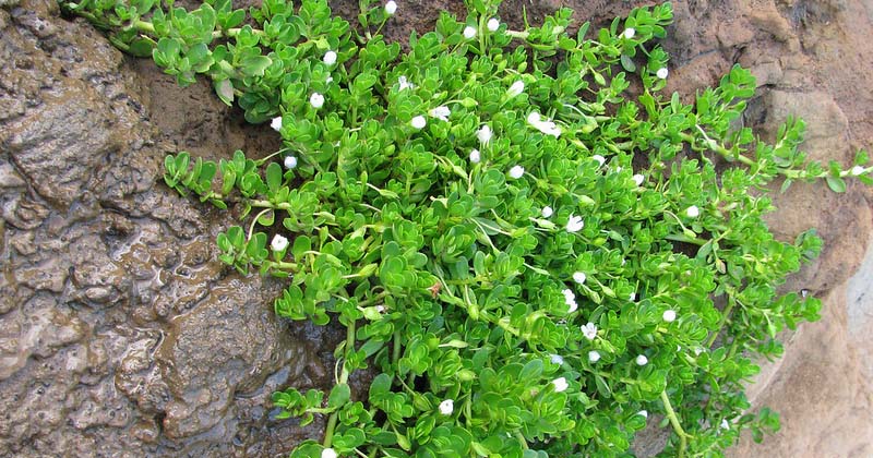 best bacopa supplements