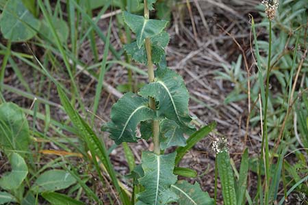 wild lettuce latuca virosa plant