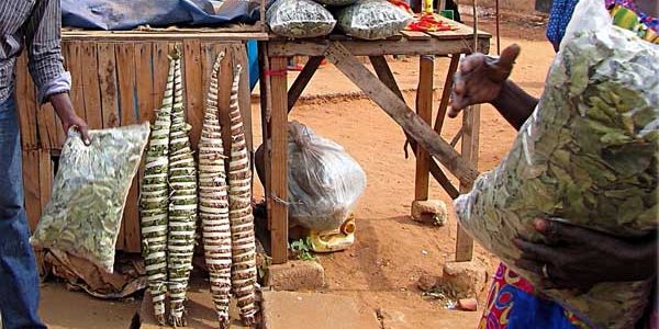 Kenkeliba: The West African Superfood Tea