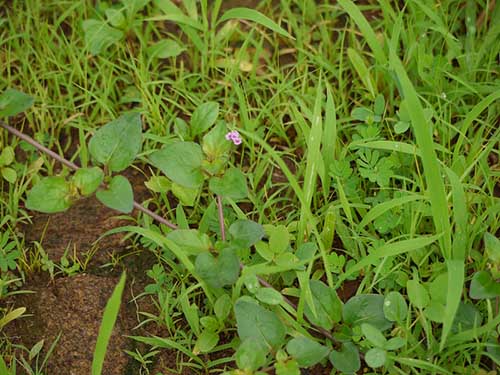 punarnava plant growing wild
