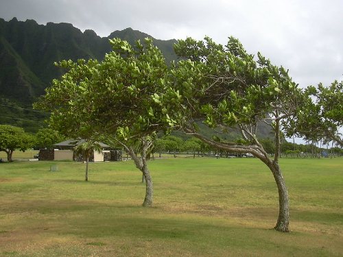 tamanu tree