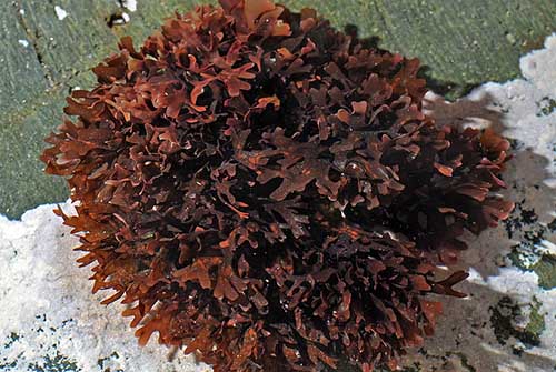 Irish sea moss