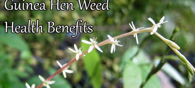 Guinea Hen Weed (Anamu): 5 Exciting Benefits of this Amazonian Plant