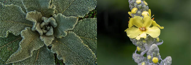 mullein leaf vs flower