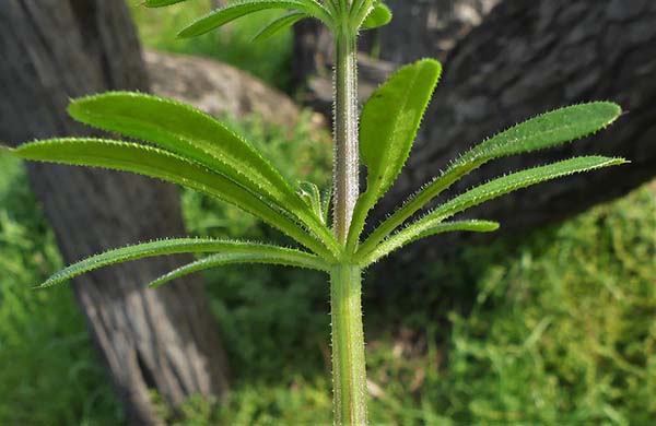 cleavers plant leaves identification