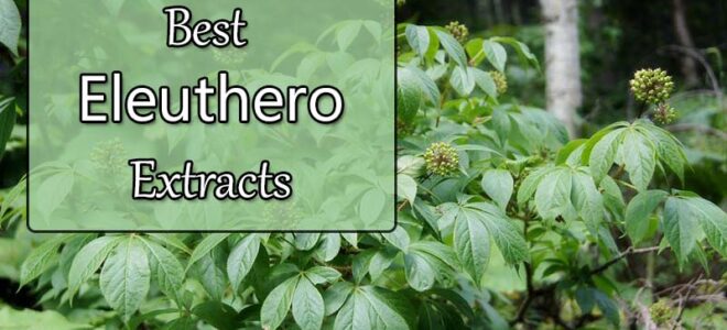 Best Eleuthero (Siberian Ginseng) Supplements
