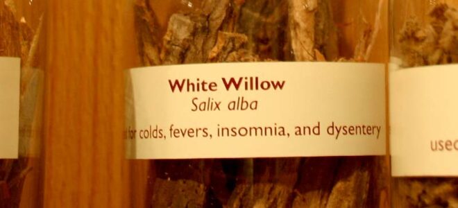 How to Harvest Willow Bark for Medicine