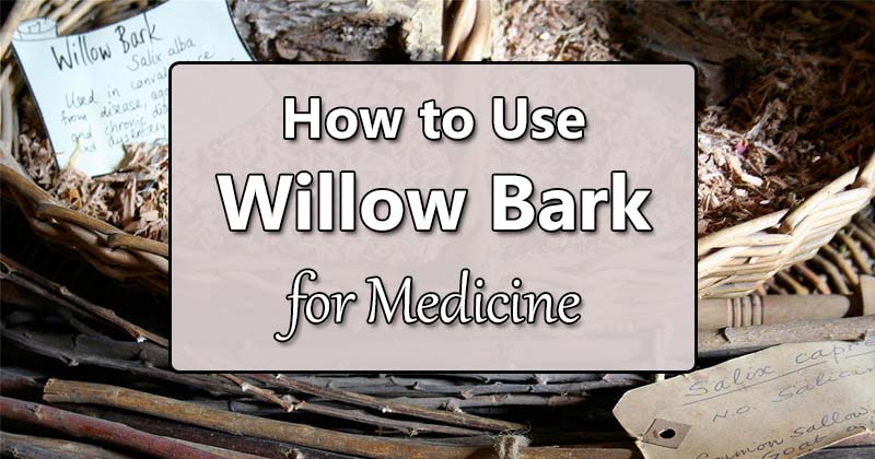 how to use willow bark