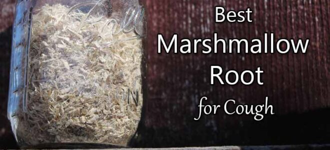 Best Marshmallow Root for Cough (Althaea officinalis)
