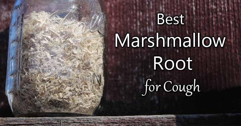 best marshmallow root for cough