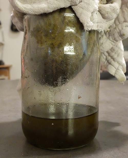 making mullein extract - filtering