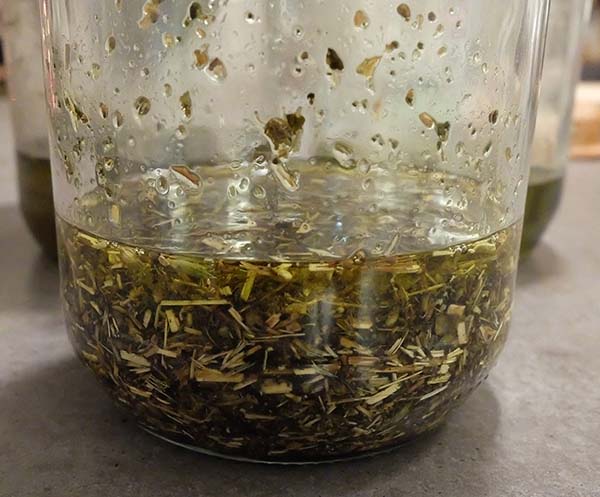 making mullein extract