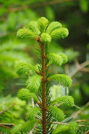 young norway spruce