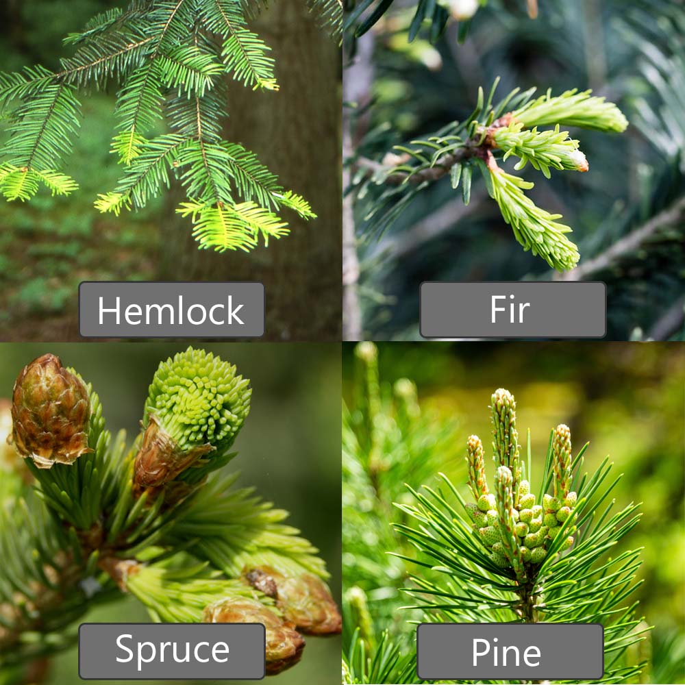 edible conifer shoots identification