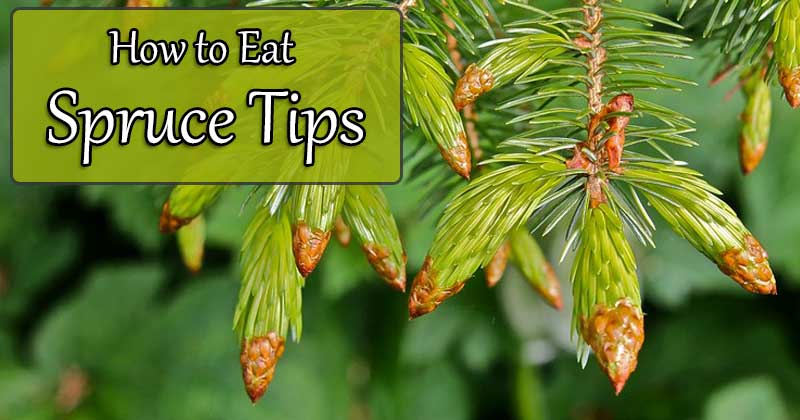 how to eat spruce tips