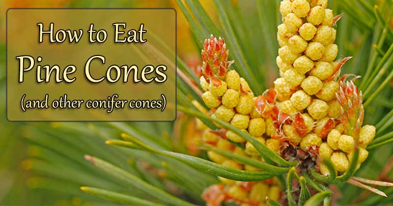 how to eat pine cones