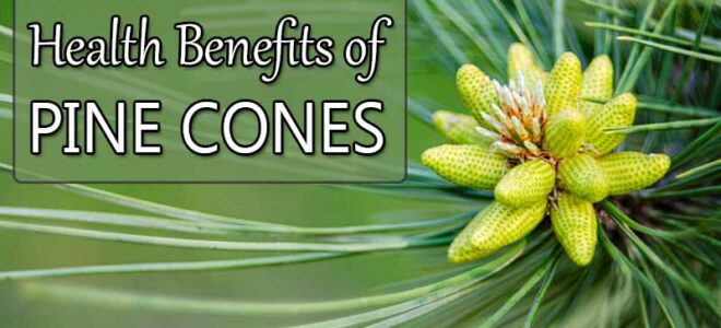 Pine Cone Health Benefits